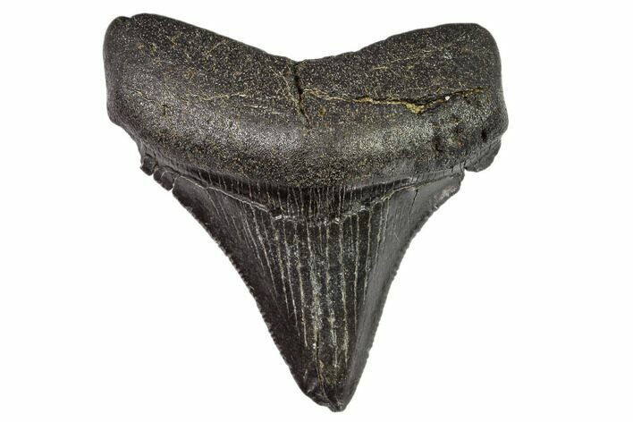 Juvenile Megalodon Tooth - Georgia #111619